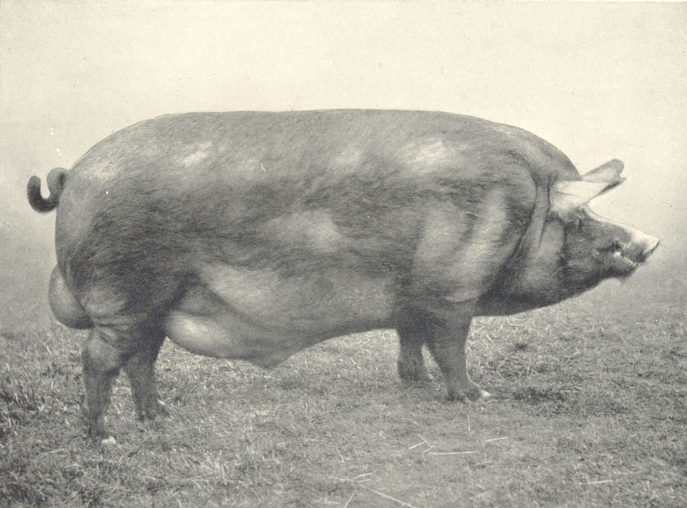 PIGS. Tamworth Boar-